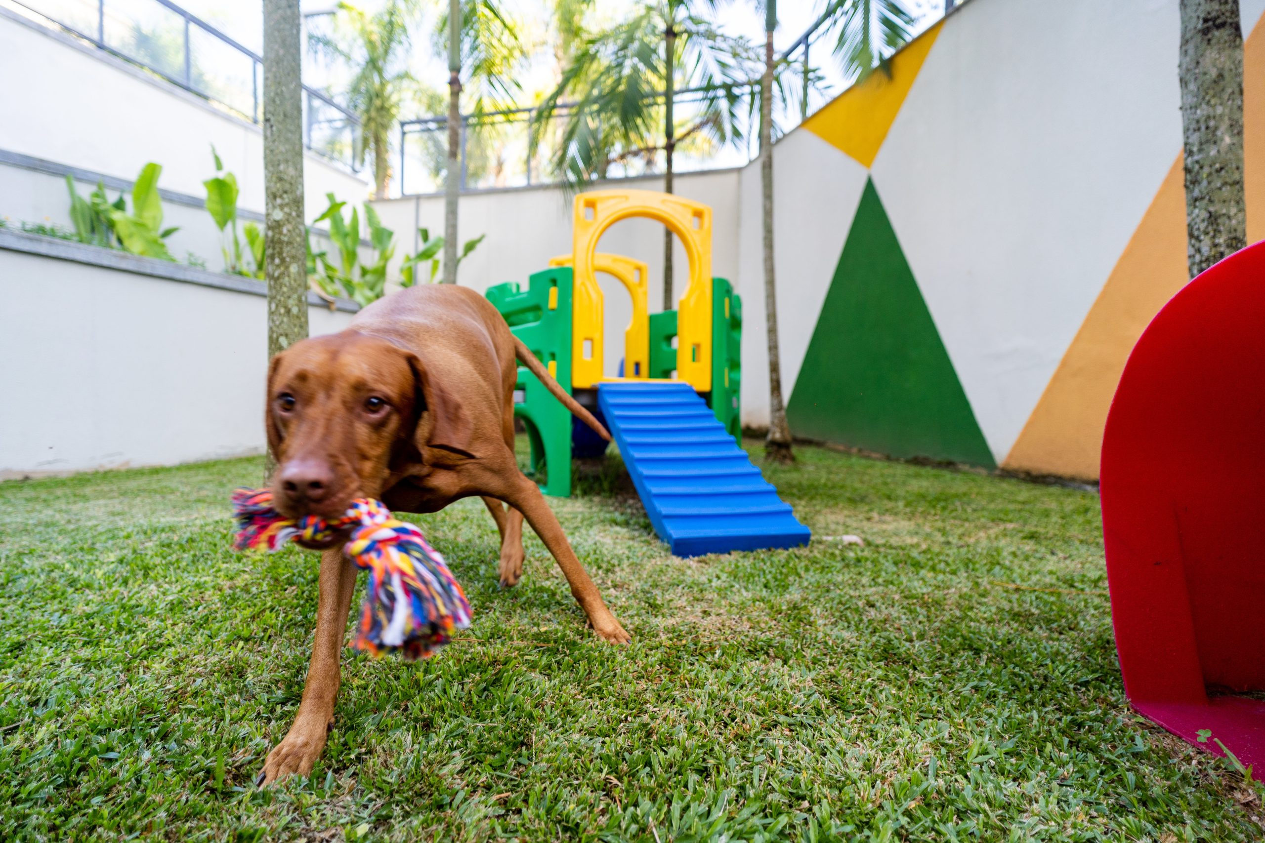 ParCão, espaço para cachorros no Hyatt Rio de Janeiro nas férias