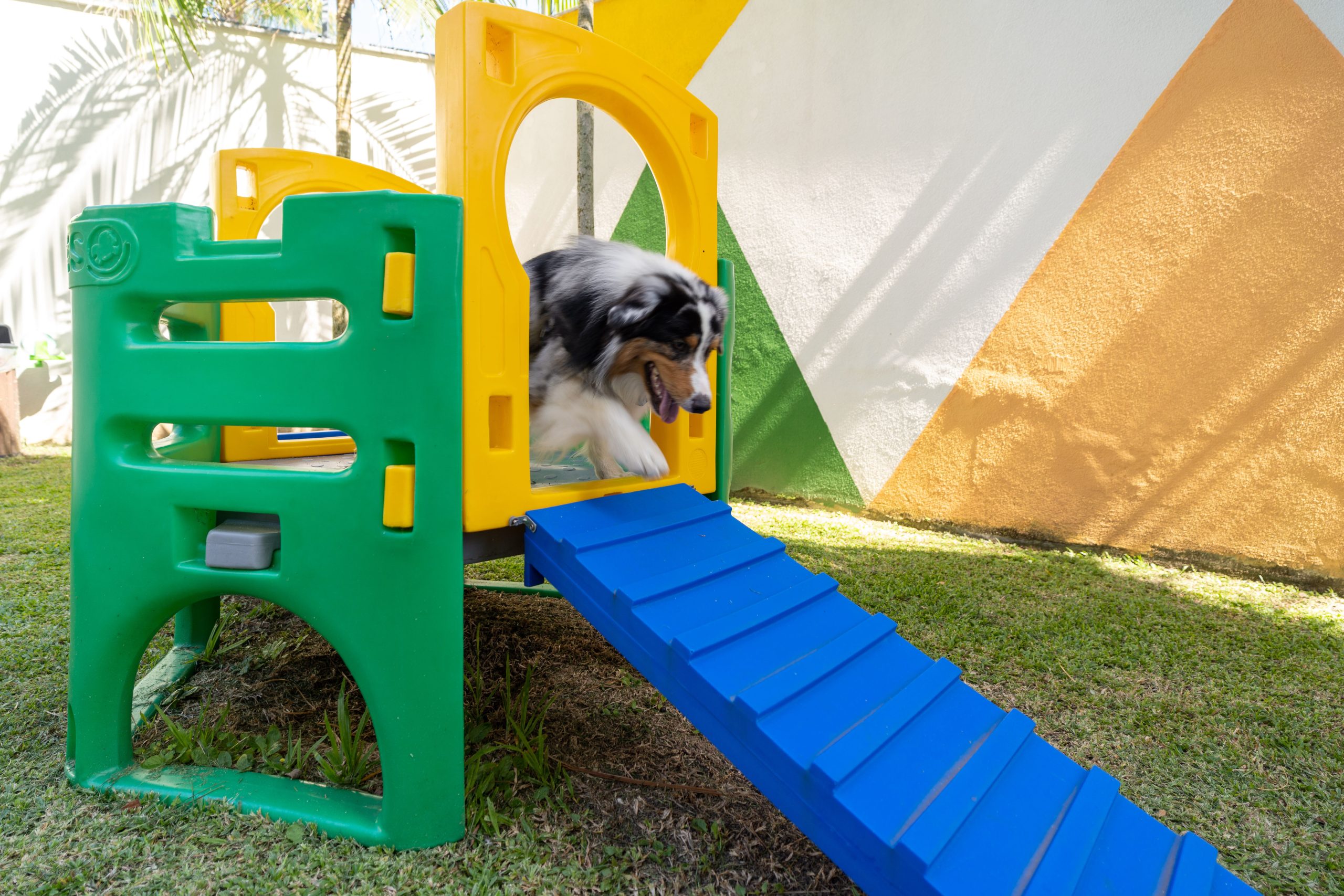 Cachorro brincando no ParCão - espaço para cachorros no Hyatt Rio de Janeiro nas férias no Rio