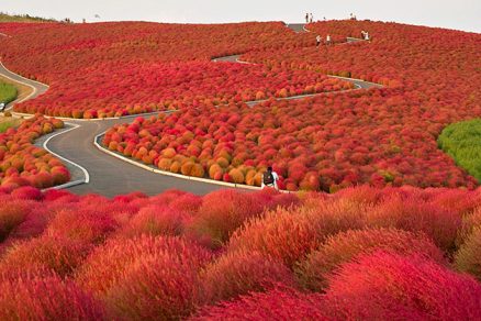 Hitachi Seaside Park - Japão