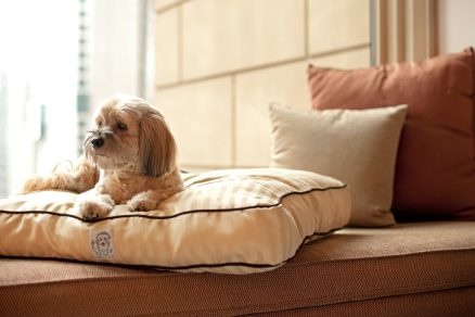 Grand Hyatt hotel pet friendly em São Paulo