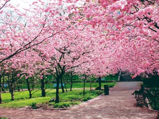 Onde ir na primavera em São Paulo?